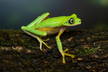 Lemur leaf frog on a mossy branch