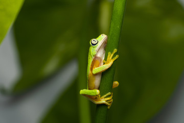 Lemur leaf frog on a plant