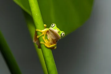 Foto auf Acrylglas Lemur tree frog on a plant © Thorsten Spoerlein