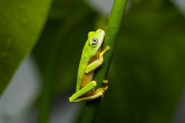 Lemur tree frog on a plant