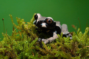 Crowned tree frog sitting on a mossy branch