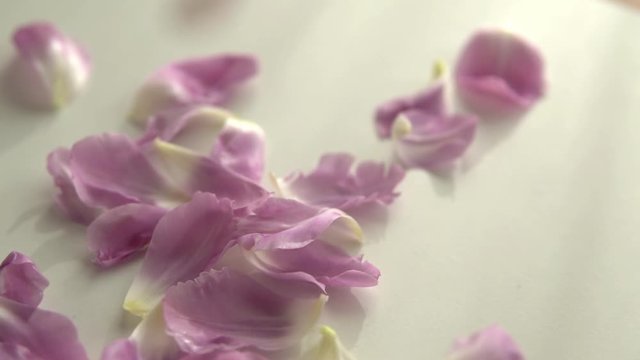 Close Up Purple Flower Petals Falling Slow On White Table, Beauty, Romance, Skin Care, Cosmetics Concept.