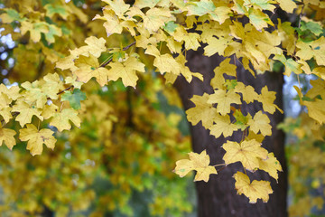 Bright yellow leaves on an autumn tree.