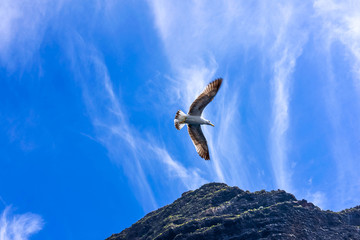 seagull flying in a blue sky