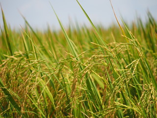 Ear of paddy in rice field of farmer in rural of thailand, Selective focus.