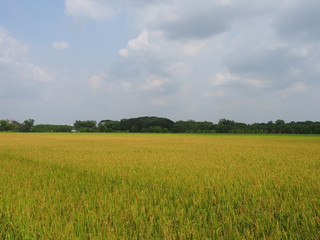 Rice field of farmer in rural of thailand