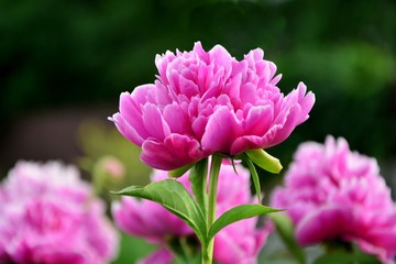 Pink peony in the garden close-up