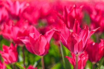 Obraz premium Closeup of pink tulips flowers with green leaves in the park outdoor.