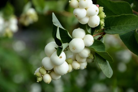 White Svidina - Poisonous White Berries And Green Bush Leaves Stock Photo,  Picture and Royalty Free Image. Image 83475909.