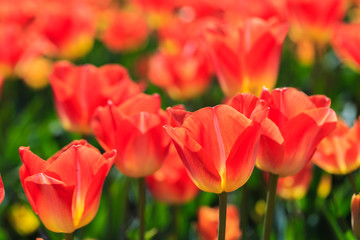 Closeup of red-orange tulips flowers with green leaves in the park outdoor. beautiful flowers in spring