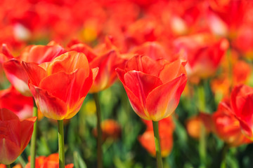 Closeup of red-orange tulips flowers with green leaves in the park outdoor. beautiful flowers in spring