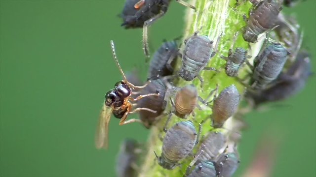 Parasitische Schlupfwespe in Blattlauskolonie