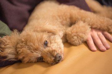 ソファ　くつろぐトイプードルと男性