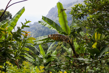 Banana palm trees in rainy summer tropical forest background. Space for text.
