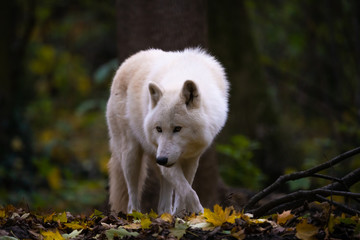 Closeup of an arctic wolf in a forest © Thorsten Spoerlein
