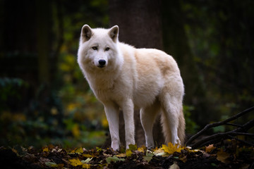 Obraz premium Closeup of an arctic wolf in a forest