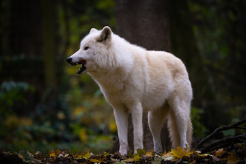 Closeup of an arctic wolf in a forest
