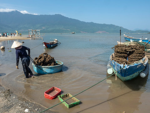 Growing oyster on car tires over poles in Vietnam