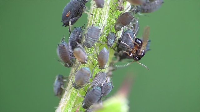 Parasitische Schlupfwespe in Blattlauskolonie