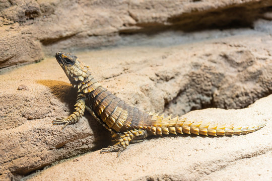 Armadillo girdled lizard on a rock