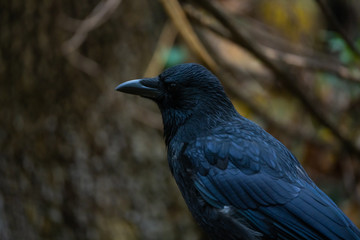 Closeup portrait of a carrion crow