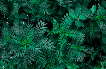 Naklejka na ściany i meble Green leaf background. Dark blue green plant leaves of tropics. Natural, wild greenery.