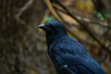 Closeup portrait of a carrion crow