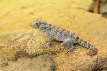 Carter's rock gecko sitting on a rock