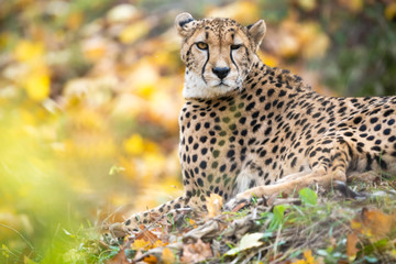 Closeup of a cheetah