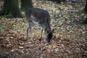 Closeup of a european fallow deer looking for food