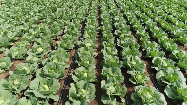 green cabbage in the garden
