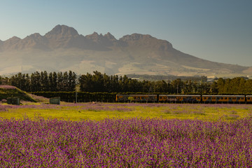field of purple flowers with mountain background