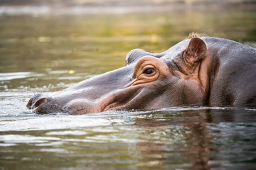 Closeup of a hippo emerging from a body of water