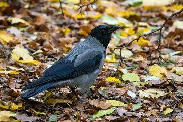 Hooded crow looking for food on the forest floor