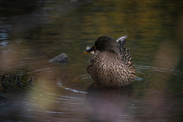 Female mallard duck in a lake