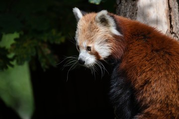 Obraz premium Retrato de un panda rojo en un arbol