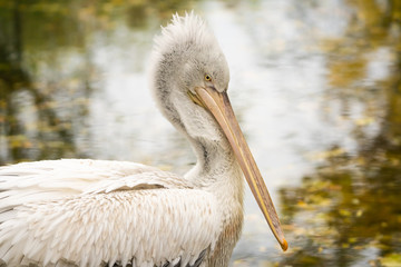 Closeup of a white frilled pelican