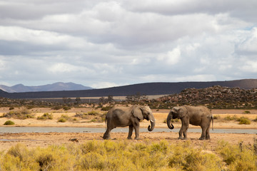 two elephants at watering hole facing each other