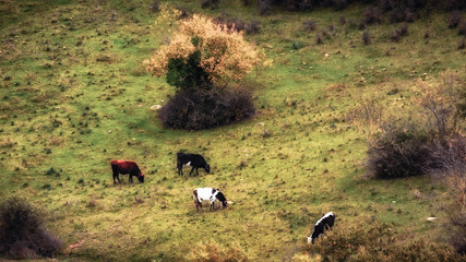 Ficuzza Forest near Palermo, Sicily in Autumn