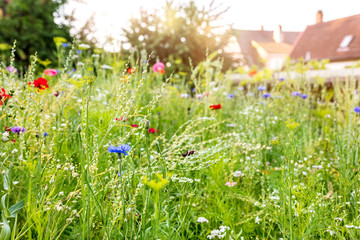 Urban gardening with a wildflower meadow in the own garden, insect protection