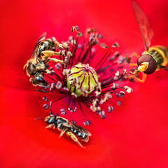 Wild bee, hover fly and honeybee drinking nectar on a red flower, pollination and wildlife