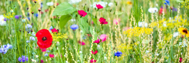 Panorama, colorful flower meadow at the heyday, poppies and other wildflowers