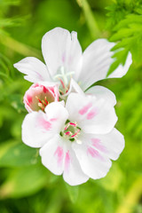 Two blossoms of a bright flower, spring season background, malva moschata