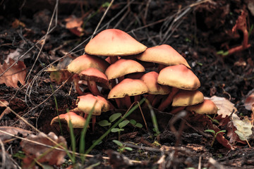 Ficuzza Forest near Palermo, Sicily in Autumn