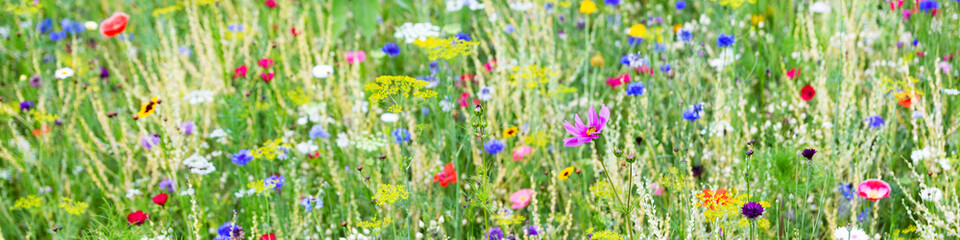 Panorama, wildflower meadow with wild herbs and flowers © M.Dörr & M.Frommherz