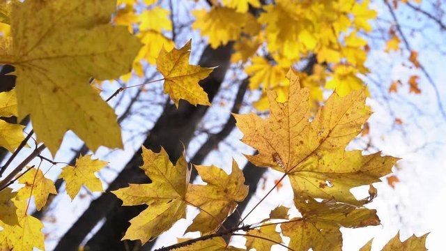 Autumn sky, a beautiful blue sky. Autumn sky, a beautiful blue sky. Huge Canadian maple with beautiful huge yellow leaves.