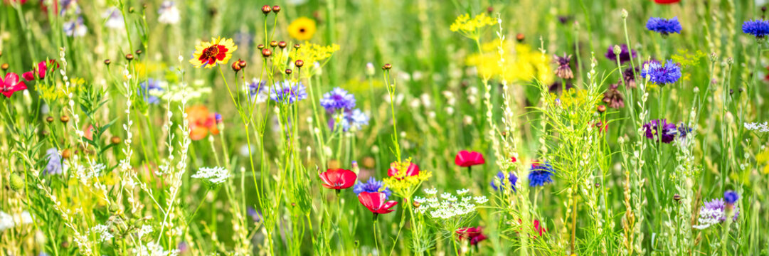 Natural habitat for insects, wildflowers and wild herbs on a flower field, Banner