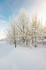 winter forest in the sun