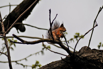 Squirrel on a tree holds nut in its paws