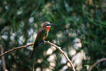 White-fronted bee eater perched on a branch